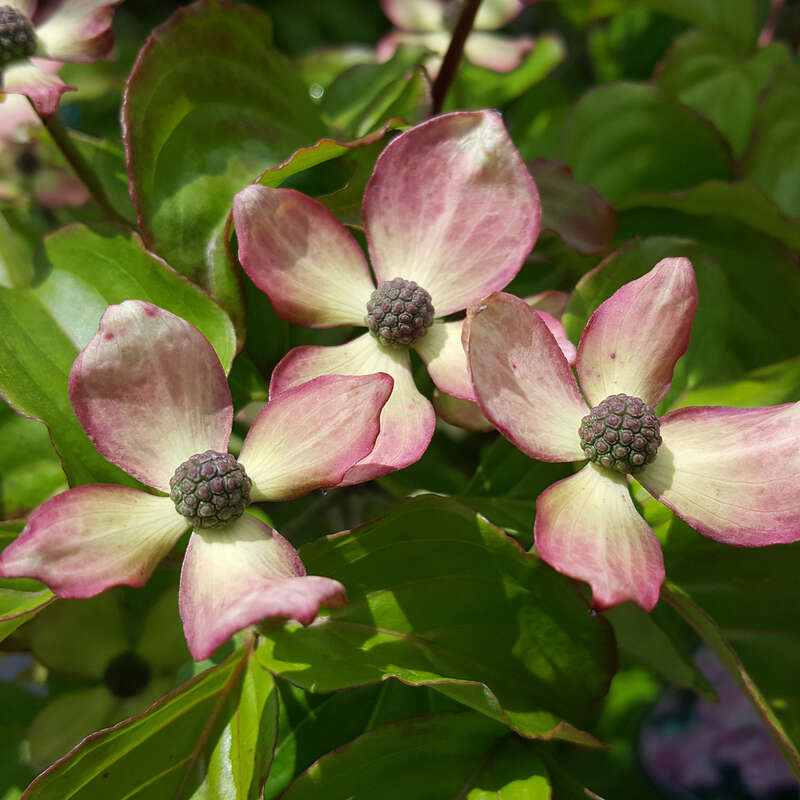 cornus mas variegata