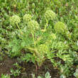 Angelica archangelica: Bild 3/3