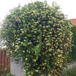 Lonicera japonica 'Hall's Prolific': Bild 7/9