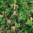 Lonicera japonica 'Hall's Prolific': Bild 8/9