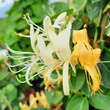 Lonicera japonica 'Hall's Prolific': Bild 2/9