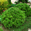 Pinus mugo 'Mops' - Kissenlatsche