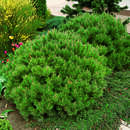 Pinus mugo 'Mops' - Kissenlatsche