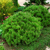 Pinus mugo 'Mops' - Kissenlatsche