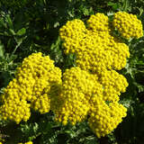 Achillea clypeolata 'Moonshine' - Schafgarbe, Edelgarbe