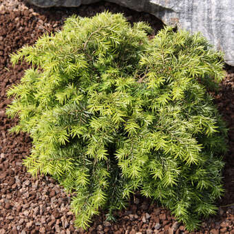 Tsuga canadensis 'Nana'