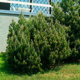 Pinus mugo - Hohe Bergkiefer, Latsche