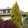 Thuja occidentalis 'Sunkist': Bild 1/5