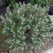 Pinus mugo 'Laurin': Bild 2/2