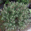 Pinus mugo 'Laurin': Bild 1/2