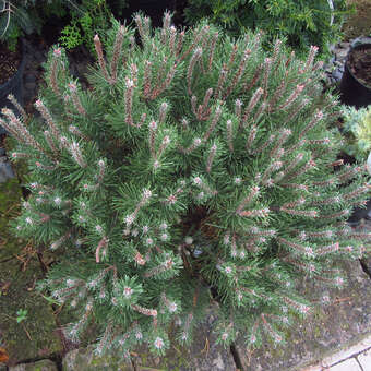 Pinus mugo 'Laurin'