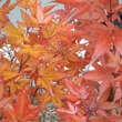 Acer palmatum 'Silhouette': Bild 1/2