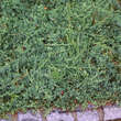 Juniperus horiz. 'Wiltonii': Bild 1/2