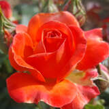 Rose 'Vulcano' - Moderne Edelrose