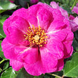 Rose 'Orienta Djamila' - Beetrose