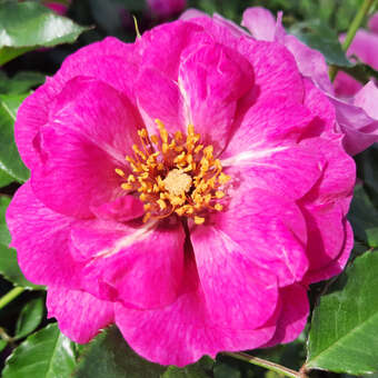 Rose 'Orienta Djamila'