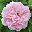 Rose 'Saphir' AKTION - Moderne Strauchrose
