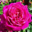 Rose 'James L. Austin' - Englische Strauchrose