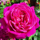 Rose 'James L. Austin' - Englische Strauchrose