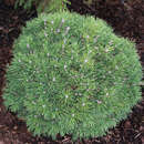 Pinus mugo 'Mini Mops' - Zwerg-Kugellatsche