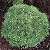 Pinus mugo 'Mini Mops' - Zwerg-Kugellatsche
