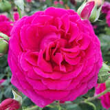 Rose 'Tower Bridge' - Englische Edelrose