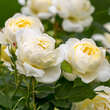 Rose 'Vanessa Bell': Bild 3/6