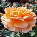 Rose 'Dame Judi Dench' - Englische Strauchrose