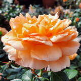 Rose 'Dame Judi Dench - Englische Strauchrose