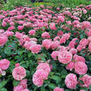 Rose 'Modern Art' - Moderne Edelrose