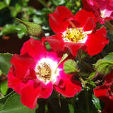 Rose 'Rambling Rosie' - Ramblerrose
