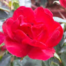 Rose 'Zepeti' - Zwergrose