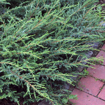 Juniperus communis 'Repanda'