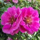 Rose 'Orienta Djamila' - Beetrose