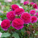 Rose 'Gabriel Oak' - Englische Strauchrose