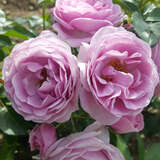 Rose 'Nautica' - Beetrose