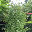 Ginkgo biloba 'Tit': Bild 2/5