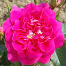 Rose 'Perfect Match' - Englische Beetrose