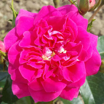 Rose 'Perfect Match'