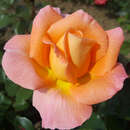 Rose 'Rosemary Harkness' - Englische Beetrose