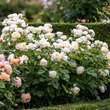 Rose 'Vanessa Bell': Bild 5/5