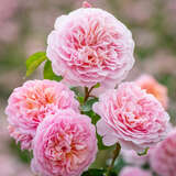 Rose 'Eustacia Vye' - Englische Strauchrose