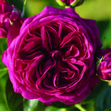 Rose 'Marietta' - Moderne Edelrose