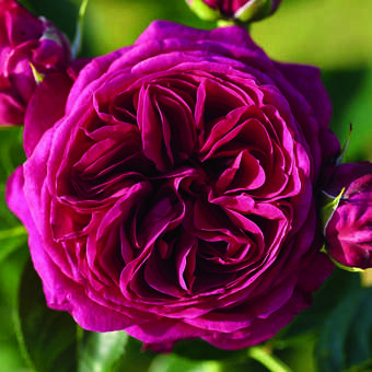 Rose 'Marietta'