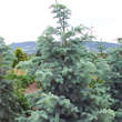 Abies concolor 'Violacea': Bild 2/4
