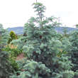 Abies concolor 'Violacea': Bild 2/4