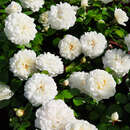 Rose 'Marina Picasso' - Beetrose