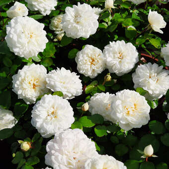 Rose 'Marina Picasso