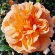 Rose 'Dame Judi Dench': Bild 5/5