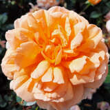 Rose 'Dame Judi Dench' - Englische Strauchrose